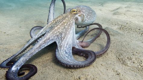 Types Of Octopus, Octopus Photography, Common Octopus, Mimic Octopus, Blanket Octopus, Coconut Octopus, Octopus Species, Octopus Pictures, Giant Pacific Octopus