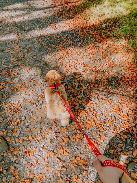 Dog In Autumn, Walking Puppy Aesthetic, City Dog Aesthetic, Dog Sitting Aesthetic, Autumn Dog Aesthetic, Dog Fall Aesthetic, Walking A Dog Aesthetic, Morning Dog Walk Aesthetic, New Puppy Aesthetic