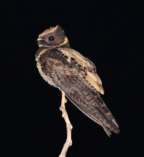 Great Eared Nightjar, Nightjar Bird, Night Jar, Dragon Bird, Tropical Forest, Bird Pictures, Birds Of Prey, Bird Species, Spirit Animal