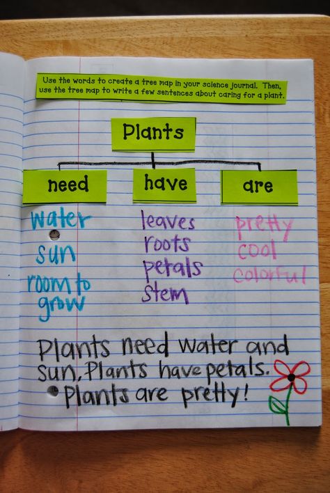 Grade 3 Science, Science Inquiry, 7th Grade Science, 1st Grade Science, First Grade Science, Primary Science, Interactive Science, Science Notebooks, Interactive Science Notebook