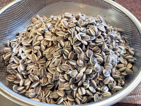 How To Roast Raw Sunflower Seeds, How To Roast Your Own Sunflower Seeds, Baking Sunflower Seeds, How To Harvest Sunflower Seeds To Eat, Ranch Sunflower Seeds, Roasted Sunflower Seeds Recipes, How To Dry Sunflower Seeds, How To Process Sunflower Seeds, Sun Flower Seeds Recipes