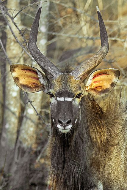 Nyala Closeup  by bfryxell |Nyala, Mala Mala Game Reserve, South Africa Game Reserve South Africa, Wild Kingdom, Mule Deer, Manx, Game Reserve, African Wildlife, African Animals, Animal Faces, Cebu