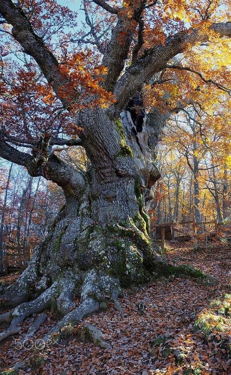 Wild Tree, Art For Walls, Weird Trees, Tree Photos, Walls Art, Old Oak Tree, Giant Tree, Art Nouveau Art, Old Tree