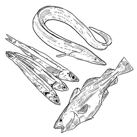 Cod Fish, Anchovies, Vector Photo, Premium Vector, Graphic Resources, Seafood, Hand Drawn, How To Draw Hands, Sketch