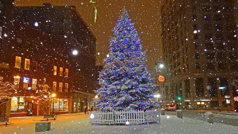 Portland Christmas Tree - Sharing the Love - Maine Homes by Down East Portland Maine Aesthetic, Maine Christmas, Maine Aesthetic, New England Christmas, Maine Homes, Maine Photography, State Of Maine, Maine Vacation, Downtown Portland