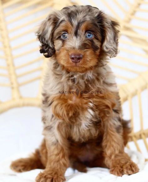 Cute Hypoallergenic Dogs, Mini Doodle Dog, Aussiedoodle Mini, Red Merle Aussiedoodle, Merle Doodle, Mini Aussie Doodle, Mini Aussiedoodles, Mini Dogs Breeds, Merle Aussiedoodle