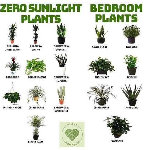 Inside Plants, Best Indoor Plants, Plants Decor, Bathroom Plants, Plant Decor Indoor, Bedroom Plants, House Plants Decor, Spider Plants, House Plants Indoor