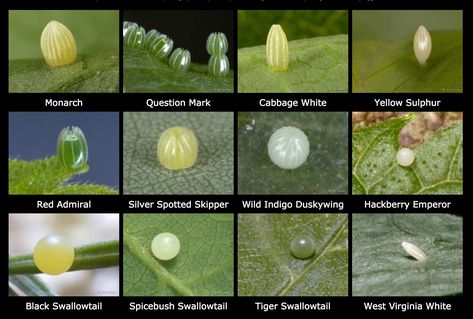 How To Raise Caterpillars, Raising Caterpillars, Moth Garden, Butterfly Eggs, Raising Monarch Butterflies, Raising Butterflies, Monarch Butterfly Garden, Butterfly Garden Plants, Butterfly Habitat