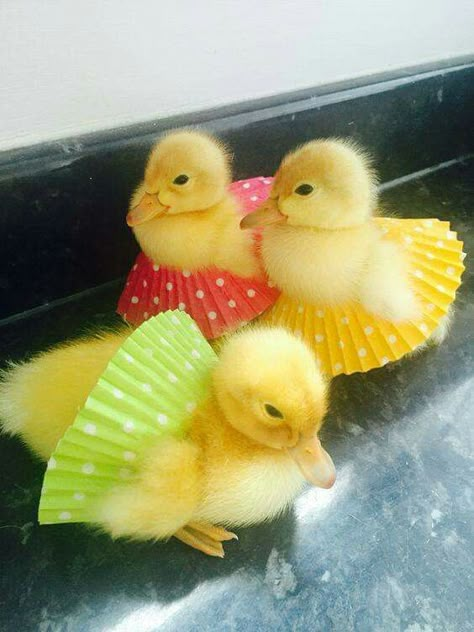 Ducks, Yellow