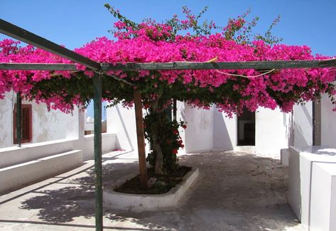 Liliana Usvat - Reforestation and Medicinal use of the Trees : The growth rate of bougainvilleas Bougainvillea Trellis, Bougainvillea Tree, Garden Vines, Pergola Patio, Garden Trellis, Bougainvillea, Tropical Garden, Dream Garden, Garden Inspiration