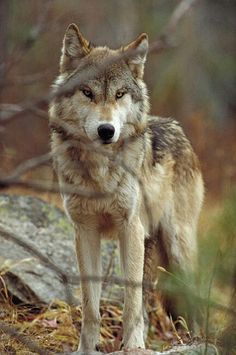 8186f93834f04f0ac43cec6fad5aca18 Wolf Standing, Wolf World, Wolf Husky, Wolf Photography, Wolf Photos, Timber Wolf, Wolf Love, Wild Wolf, Wolf Drawing