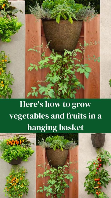 Here's how to grow vegetables and fruits in a hanging basket Tomato Hanging Basket, How To Grow Vegetables, Growing Green Beans, Growing Squash, Edible Gardens, Vegetable Plants, Growing Cucumbers, Garden Bags, Perennial Flowers