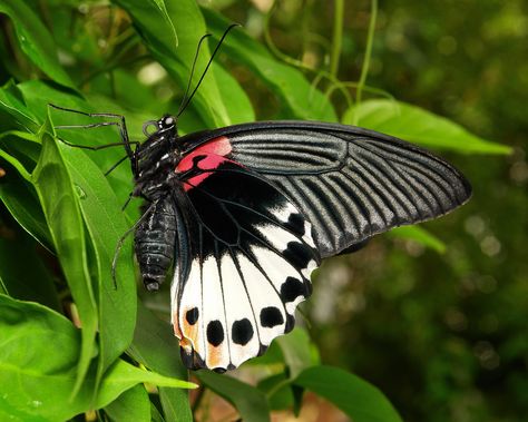 https://flic.kr/p/p73wUh | Female Great Mormon (Papilio memnon agenor, Papilionidae) | (freshly eclosed from collected chrysalis)  The Great Mormon (Papilio memnon) is a large butterfly that belongs to the swallowtail family and is found in southern Asia. It is widely distributed and has thirteen subspecies. Furthermore, within these groupings, there are four male and many female forms (both tailed and tailless), the females being highly polymorphic and many of them being mimics of unpalatab... Yunnan China, Largest Butterfly, Art And Architecture, Moth, Bugs, Butterflies, China, Art, Bugs And Insects