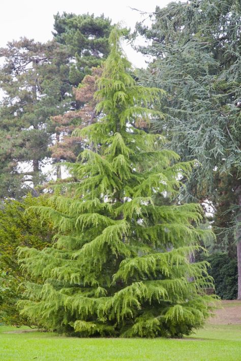 The Deodar cedar (Cedrus deodara) is an evergreen conifer tree that is favored for its weeping habit. It's used as a specimen tree and to line streets. Evergreen Landscaping Ideas, Pinus Tree, Plant Screen, Evergreen Landscaping, Interesting Trees, Deodar Cedar, Foundation Plants, Conifer Garden, Cedar Plant