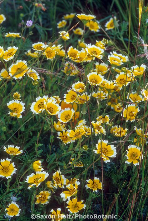 Layia platyglossa yellow flower (Tidy Tips) California native plant Tidy Tips Flower, California Wild Flowers, Native California Flowers, Native Plant Landscape California, Northern California Native Plants, Layia Platyglossa, California Native Pollinator Garden, Tidy Tips, African Lily