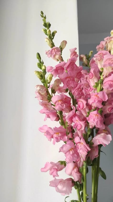 Gladiolus Arrangements, Gladiolus Flower, Boquette Flowers, Flower Guide, Nothing But Flowers, Flower Shower, Flower Therapy, Pretty Plants, Flower Phone Wallpaper