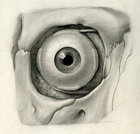 Medical Drawings, Eye Anatomy, Male Figure Drawing, Eye Illustration, Science Illustration, Human Figure Drawing, Human Anatomy Art, Anatomy Sketches, Anatomy For Artists