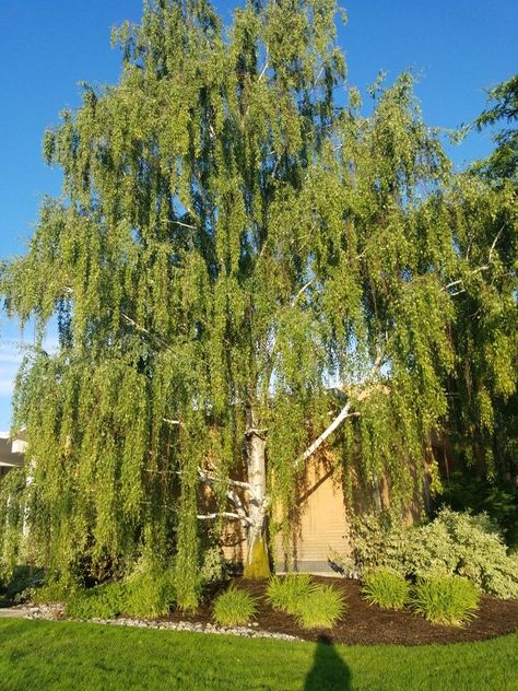 Fairy Cottage Interior, Weeping Birch, Betula Pendula, Northern Utah, Street Trees, Trees Landscape, Cottage Interior, Landscape Plants, My Plant