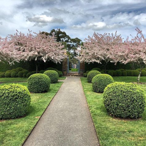 Stonefields, design : Paul Bangay. Buxus + Malus Floribunda. Australian Native Garden Design, Native Garden Design, Landscaping 101, Homestead Garden Layout, Front Yard Ideas, Front Lawn Landscaping, River Rock Garden, Australian Native Garden, Front Garden Landscape