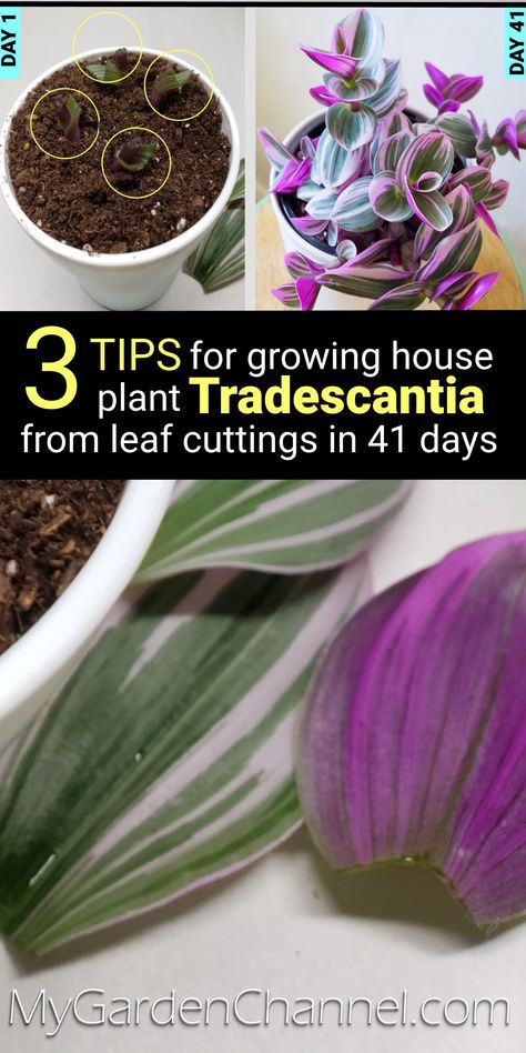 Tradescantia Plant Propagation via @MyGardenCH Wondering Jew Plant, Tradescantia Plant, How To Grow Orchids, Plants Propagation, Orchid Potting Mix, Grow Orchids, Phalaenopsis Orchid Care, Repotting Orchids, Orchids In Water