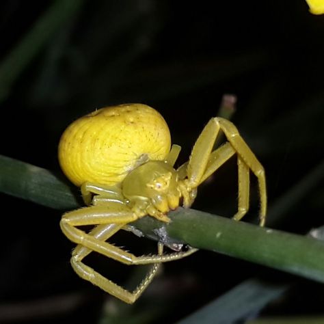 Goldenrod Crab Spider Goldenrod Crab Spider, Flower Spider, Bug Board, Flower Crab, Interesting Insects, Crab Spider, Spider Species, Fish Rocks, Cool Insects