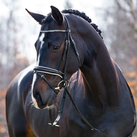 Dark Bay Warmblood, Dark Bay Horse Aesthetic, Dark Bay Horse, Irish Sport Horse, Horse Facts, Equestrian Aesthetic, Horse Fashion, Bay Horse, Horse Aesthetic