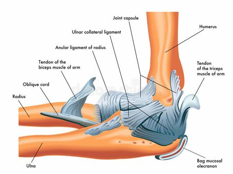 Ligaments of the elbow. Medical illustration of the anatomy of the ligaments of #Sponsored , #paid, #affiliate, #elbow, #ligaments, #anatomy, #Ligaments