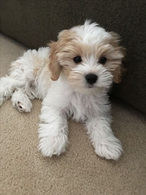 Fluffy Small Dogs, Cavoodle Puppies, Bichon Havanese, Cavachon Puppies, Havanese Puppies, Poodle Puppy, Puppies Funny, Cute Dogs And Puppies, Poodle Dog