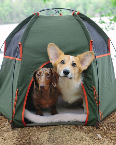 Camping With Dogs Hacks, Dogs Hacks, Dog Camping Gear, New York Dog, Camping Attire, Dog Travel Carrier, York Dog, Traveling With Dogs, Camping Dog