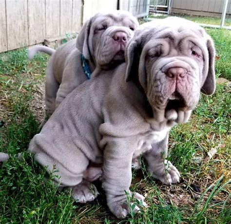 British Mastiff, Mastiff Dog Breeds, Neapolitan Mastiff, Mastiff Breeds, Neapolitan Mastiffs, Giant Dog Breeds, Mastiff Puppies, Dog Breeds Medium, Mastiff Dogs