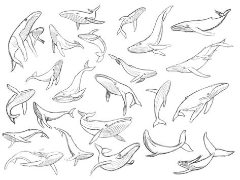 Humpback Whales Tattoo, Whale Drawing Reference, Fine Line Humpback Whale Tattoo, Humpback Whale Sketch, Humpback Whale Line Drawing, Humpback Whale Tattoo Design, How To Draw Whale, Whale Outline Tattoo, Whale Drawing Pencil