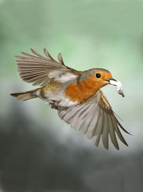 European Robin, wings, feathers, bird, Rødhals, Rødkælk, cute, nuttet, flying, beauty, photo Robin Bird Flying, Robin In Flight, Robin Flying, Flying Pictures, Robin Illustration, Red Robin Bird, Wings Feathers, European Robin, Robin Redbreast