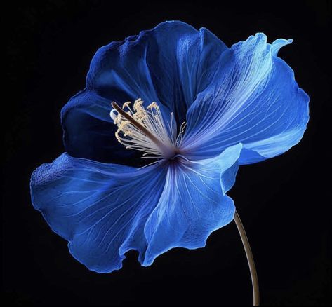 Blue Flower Png, Glowing Flowers, Goth Garden, Gardening Inspiration, Cute Blue Wallpaper, Blue Hibiscus, Valley Flowers, Flower Icons, Nothing But Flowers