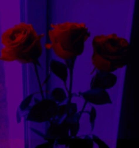 Red Purple And Black Aesthetic, Purple Black Red Aesthetic, Dark Purple Red Aesthetic, Dark Purple And Pink Aesthetic, Dark Purple And Red Aesthetic, Red And Purple Aesthetic Wallpaper, Red Violet Aesthetic, Red And Violet Aesthetic, Dark Magenta Aesthetic