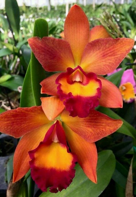 Orange Orchid, Orchid Photo, Cattleya Orchid, Exotic Orchids, Orchids Garden, Unusual Flowers, Orchid Flowers, Beautiful Orchids, Rare Flowers