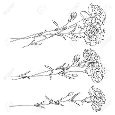 Flower Tattoo Designs Carnation, Carnations Tattoo Design, Carnation Drawing Tattoo, Carnation Wrist Tattoo, Black Carnation Tattoo, Carnation Tattoo Stencil, Carnation Flower Outline, Carnation Drawing Simple, Carnation Line Drawing