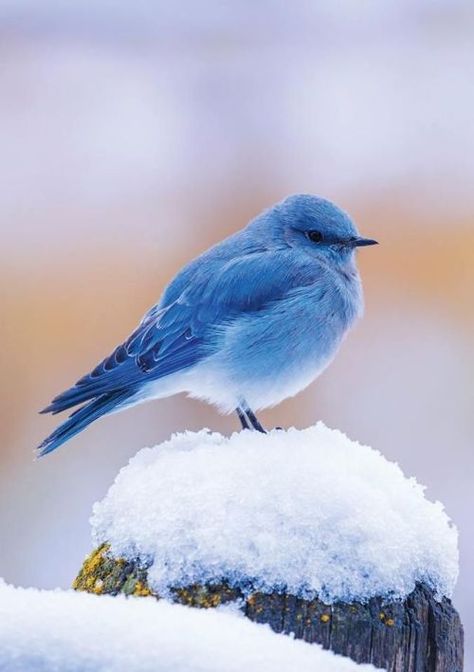 Bluebird in the Snow ..... Winter Bird, Nature Birds, Bird Pictures, Exotic Birds, Pretty Birds, Alam Yang Indah, Colorful Birds, Cute Birds, Bird Photography