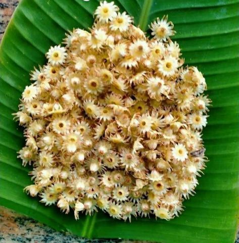 Evadhich ek gost dyaychi baaki raahili tula ,bakulichi fule Spanish Cherry, Butter Spread, My Plant, Beautiful Flowers, Cherry, Butter, Plants, Flowers, Quick Saves