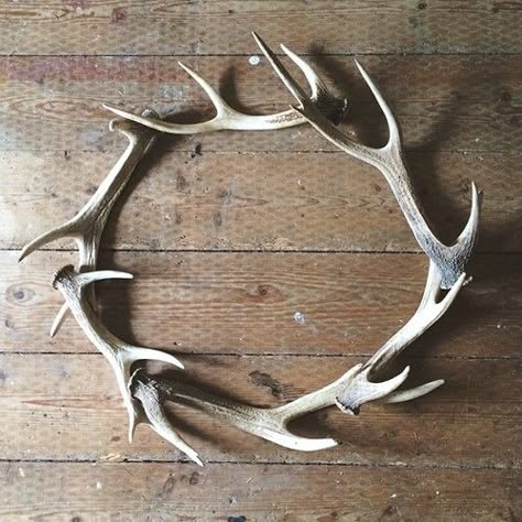 Antler wreath @Hollie Baker A L E Y |  V A N  |  L I E W Frame this made me think of you Antler Ideas, Antler Wreath, Antler Crafts, Antler Art, Shed Antlers, Deco Originale, Oh Deer, Cool Ideas, Deer Antlers