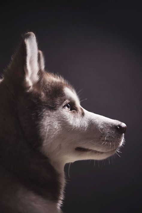 Husky Portrait, Side Portrait, Siberian Huskies, Art References, Siberian Husky, Studio Portraits, Animal Photo, Pet Portrait, Animal Photography