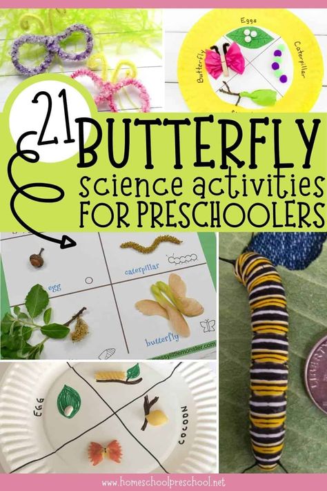 Want to learn more about caterpillars and butterflies? Use these 21 butterfly science activities for preschoolers to fill out your lesson plans or create a homeschool unit study on these fascinating insects. Life Cycle Of A Butterfly Craft Preschool, Butterfly Lesson Plans 2nd Grade, Butterflies Lesson Plans Preschool, Caterpillar Lesson Plans Preschool, Butterfly Unit Preschool, Butterfly Science Preschool, Butterfly Activities For Preschoolers, Butterfly Lesson Plans Preschool, Life Cycle Of A Butterfly Preschool