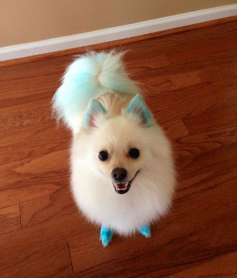 Dog Hair Color, Dyed Dogs, Pet Lifestyle, Spitz Puppy, Creative Dog Grooming, Dog Dye, Dog Grooming Styles, Grooming Ideas, Creative Grooming