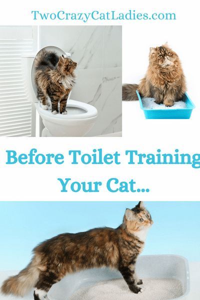 You’ve likely found this blog because you’re considering toilet training your cat. It’s becoming increasingly popular to teach cats to use the toilet instead of their litter box, but you need to understand what you might be setting yourself and your cat up for first. Cat Necessities, Kitten Hacks, Cats Training, Kitty Tips, Cat Rooms, Cat Bubble, Cats Grooming, Cat Questions, Training A Puppy