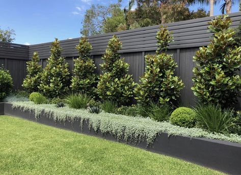 Small City Garden, Australian Native Garden, Pergola Garden, Front Yard Design, Fence Landscaping, Backyard Fences, Front Yard Landscaping Design, Garden Bed, Back Garden