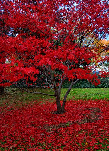 24may2019 friday -  solamente una vez - Autumn awe in Mt Auburn Cemetery by hbp_pix Autumn Scenes, Red Tree, Red Leaves, Autumn Scenery, Autumn Beauty, Fall Pictures, Red Wallpaper, Lombok, Beautiful Tree