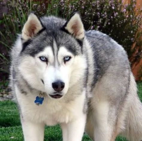 15 Wolves Mixed With Husky | The Paws Wolf Husky Hybrid, Husky Wolf Mix, Wolf Hybrid Dogs, Fox Paws, Wolf Husky, Every Dog Breed, Wolf Hybrid, Husky Puppies, Alpha Wolf