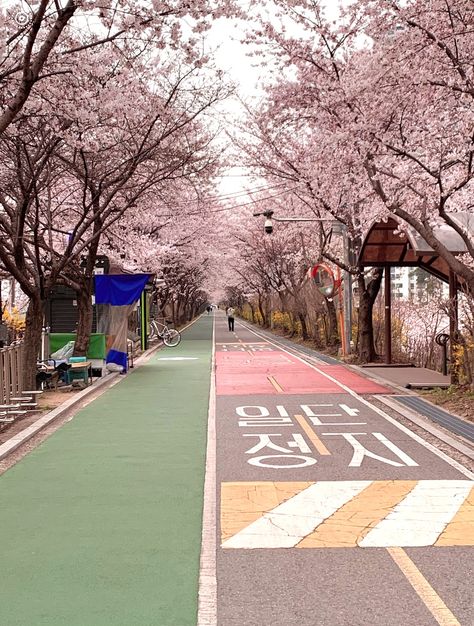 Pink Korea Aesthetic, Seoul Korea Cherry Blossoms, South Korea Pink Aesthetic, Seoul Pink Aesthetic, Cherry Blossoms Seoul, Seoul Cherry Blossom Aesthetic, Korean Street Wallpaper Aesthetic, Korean Street Aesthetic City, Korean Park Place Aesthetic