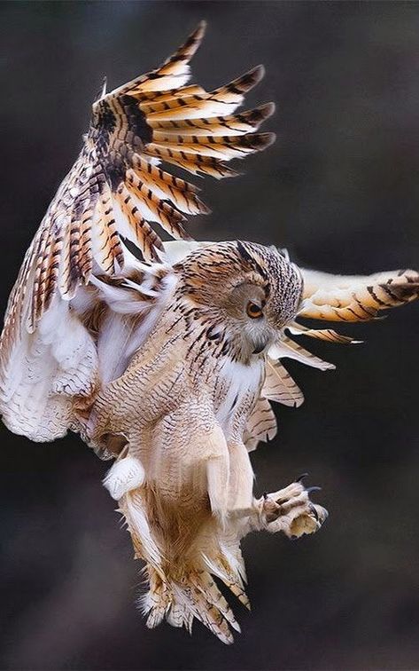 Types Of Eagles, Owl Flying, Owl Photography, Owl Photos, Most Beautiful Birds, Owl Pictures, Great Horned Owl, Owl Tattoo, Bird Pictures