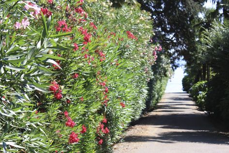 Oleander Hedge, Bushes For Privacy, Hedges Landscaping, Oleander Plants, Arizona Gardening, Privacy Hedge, Privacy Plants, Natural Fence, Privacy Landscaping