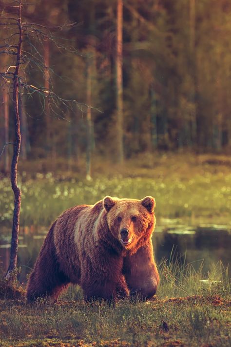 Bear Pic, Angry Bear, Grizzly Bears, Bear Photos, Bear Pictures, Bear Art, Grizzly Bear, Big Bear, Arte Animal